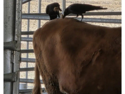 까마귀가 둥지 지으려고 소 털 뜯어가는 장면.jpg