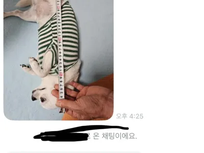 당근에 강아지 집 올려놨는데 온 문의.jpg