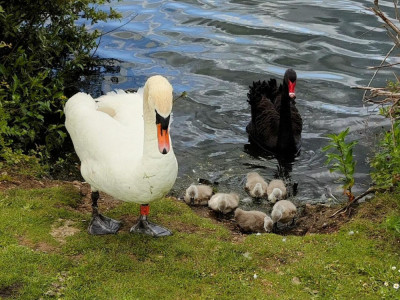 신기한 백조와 흑조의 하이브리드