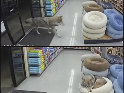 야생늑대가 애완동물 용품 가게에 들어와서 한일