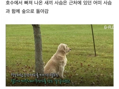 자신을 구해준 개를 찾아온 아기 사슴