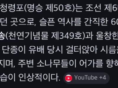 단종 유배지에 소나무들 진짜 신기하다..jpg