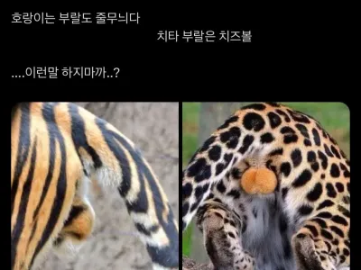 호랑이 랄부 & 표범 랄부 차이점