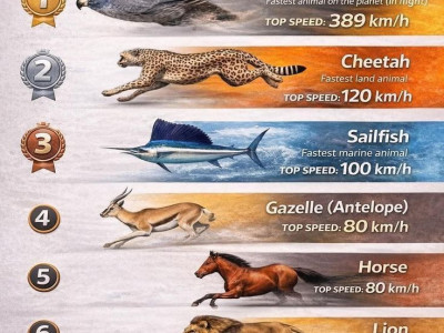 지구상에서 가장 빠른 동물 순위