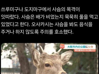 최근...오사카를 침략중인 노루군단...jpg