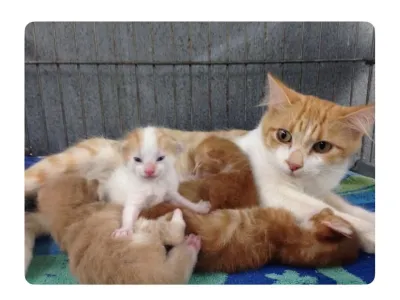 태어나자마자 성격보이는 고양이