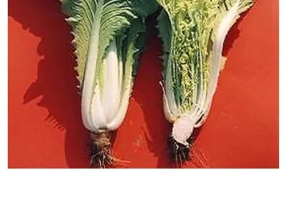 우장춘 박사가 씨없는 수박으로 유명한게 어이없는 이유