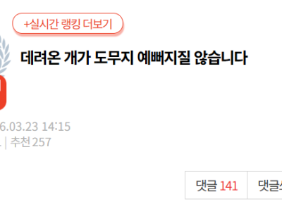 [네이트판] 데려온 개가 도무지 예뻐지질 않습니다