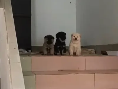 시골집 왔는데 삼대장 만남