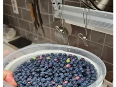 블루베리를 5kg 넘게 무단으로 따간 사람