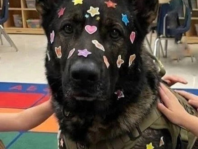 유치원에 간 경찰견