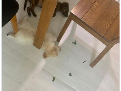 상추 뜯어 먹다 잠든 강아지