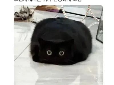 까만 고양이의 매력.jpg