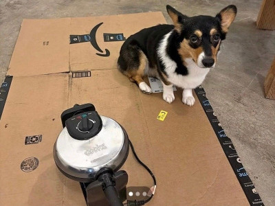 중고판매사진마다 반려견을 크기비교용으로 올림