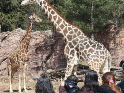 오늘자 에버랜드 기린 사진 (기사)