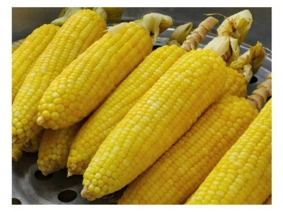 찬란했던 마야 문명이 순식간에 사라진 이유