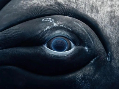흑동고래 암컷의 눈동자