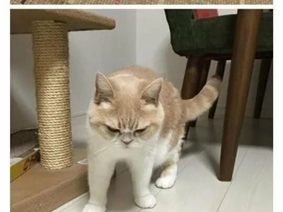 귀여운 고양이들 얼굴형 모음