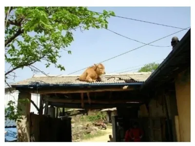 할아버지 뒷목 잡게 만든 동물 ㅋㅋㅋㅋㅋ.jpg