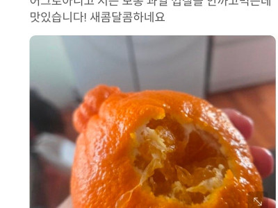 한라봉을 껍질채 먹는 사나이들..