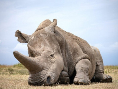 코뿔소는 오역이다