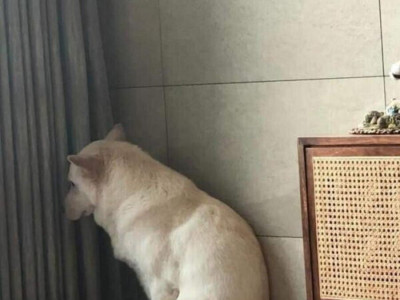 공포에 떠는 멍멍이...