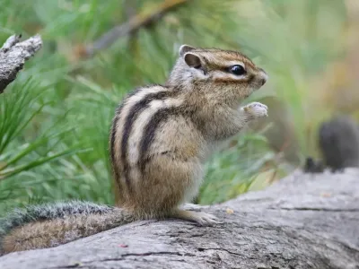 군대에서 다람쥐 사냥으로 돈 벌었던 썰
