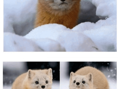 현재 대한민국 생태계 1티어 생물