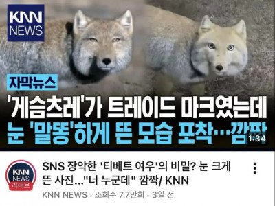 티벳 여우의 반전