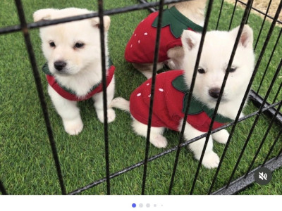 논산딸기축제의 딸기견들