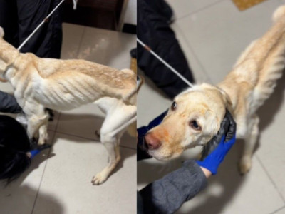 뼈만 남은 채 기어나온 개들...지옥같은 오피스텔 구조기