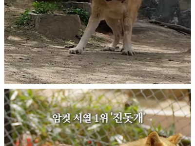 뭔가 이상한 청주동물원 늑대 이름