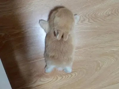 바닥이 따뜻해서, 녹아버린 토끼