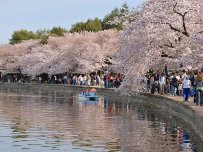 벚꽃 구경에서 은근 중요한 거
