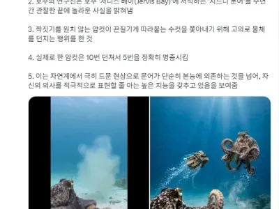 못생긴 수컷문어를본 암컷문어