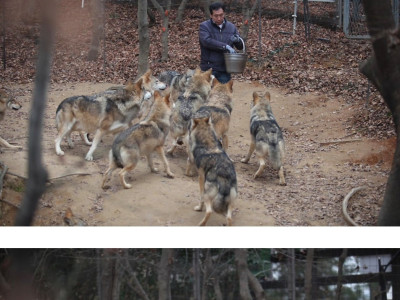 대전 오월드 늑대들 평소 모습