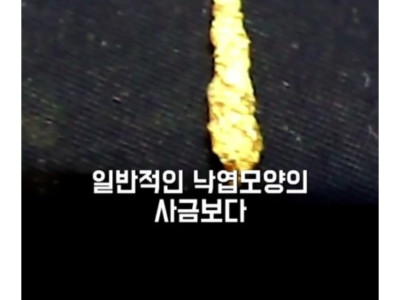 그 많던 신라의 황금들은 어디로 갔을까?