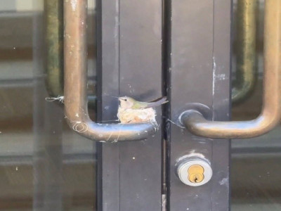 손잡이에 알 낳은 벌새 위해 문 사용 금지한 호텔