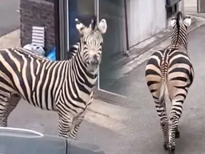 ??? : 늑구야... 절대 잡히지 마라...