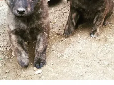 진돗개  아기때 생김새.jpg