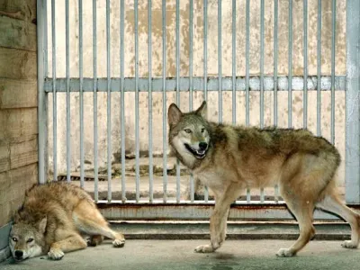 사람들이 늑구에 대해 오해하는 것