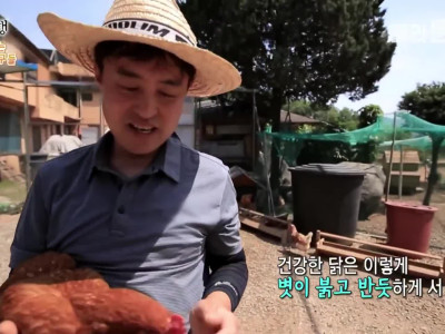 닭 식당 하려다 바꾼 부부