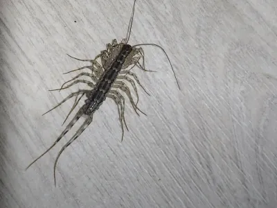 약혐) 한국에서 돈벌레 처음 본 외국인