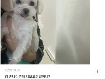 우리 강아지 사진인데 못생김?