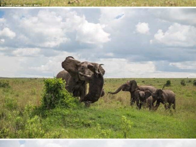 물소가 새끼 코끼리를 들이받는 사진