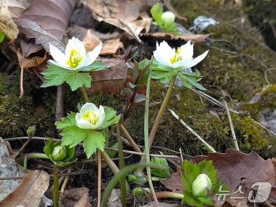세계에서 오직 한국에서만 자생하는 식물