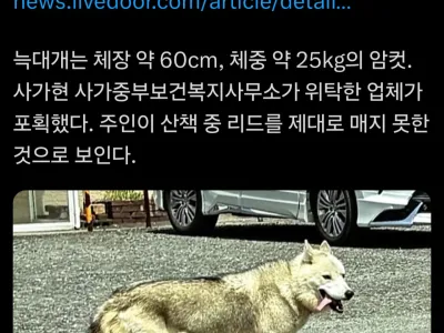 일본 사가현에서도 늑구 탈출사건 발생