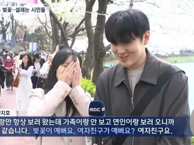 2026년 벚꽃축제 뉴스짤