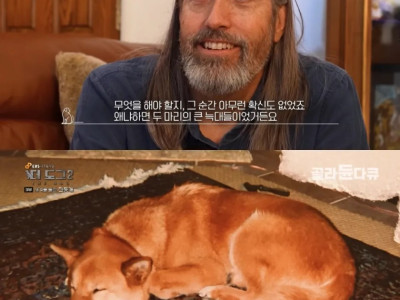 미국에서 반려견으로 인기라는 진돗개