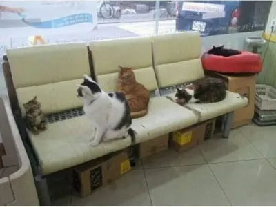 니가 오늘 들어온 신병이냥.jpg